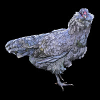 Ameraucana Chicken Premium Sweatshirt | Teevron