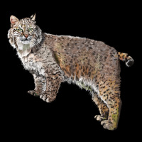 Bobcat Premium Sweatshirt | Teevron