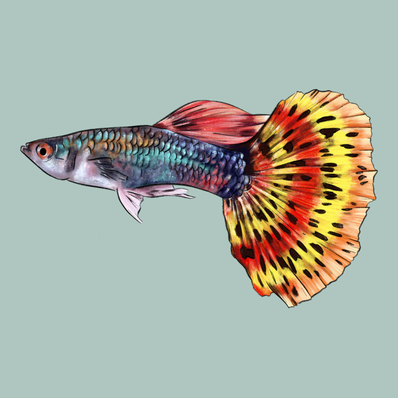 Guppy Fish Premium Sweatshirt by LillyAllenDesigns | Teevron