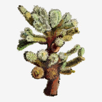 Cholla Tree Cactus Urban Hoodie | Teevron