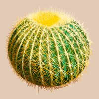 Golden Barrel Cactus Urban Hoodie | Teevron