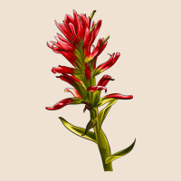 Indian Paintbrush Urban Hoodie | Teevron