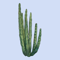 Organ Pipe Cactus Urban Hoodie | Teevron
