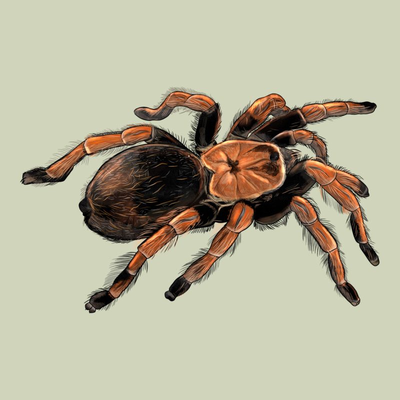 Mexican Red Knee Tarantula Heavyweight Hoodie by LillyAllenDesigns | Teevron