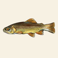 Arizona Apache Trout Fish Vintage Tee | Teevron