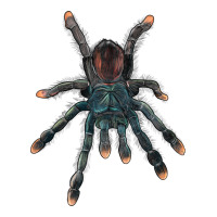 Pink Toe Tarantula | Teevron