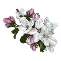 apple blossom | Teevron