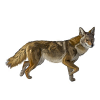 coyote | Teevron