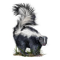 skunk | Teevron