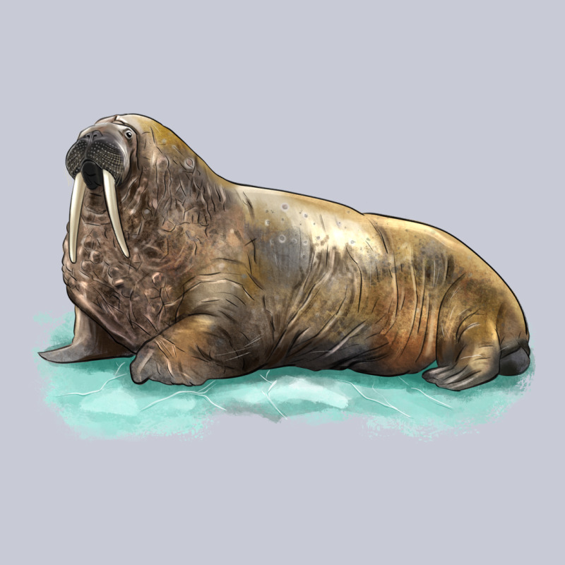 Walrus Heavyweight Hoodie by LillyAllenDesigns | Teevron