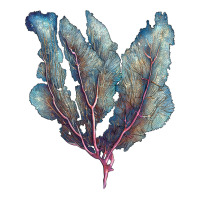 Venus Fan Sea Coral | Teevron