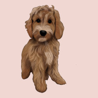 Maltipoo Premium Sweatshirt | Teevron