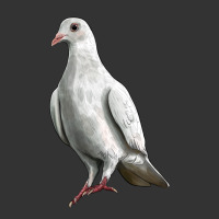 Dove | Teevron