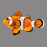 Clown Fish Side Vintage Tee | Teevron