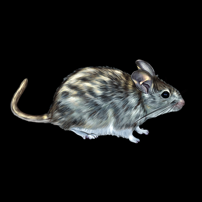 Packrat Aka, Woodrat Urban Hoodie by LillyAllenDesigns | Teevron