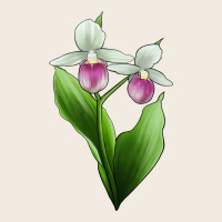 Pink And White Lady's Slipper Flower Illustrations Premium Sweatshirt | Teevron