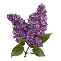 Purple Lilac Flower Illustrations | Teevron