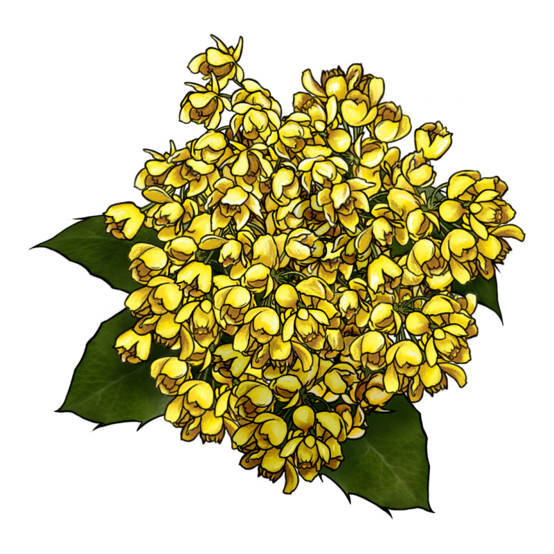Oregon Grape Flower Illustrations Premium Sweatshirt by LillyAllenDesigns | Teevron