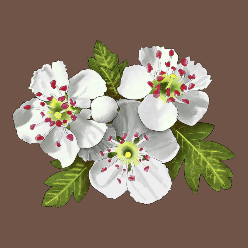 Hawthorn Flower Illustrations Premium Sweatshirt by LillyAllenDesigns | Teevron