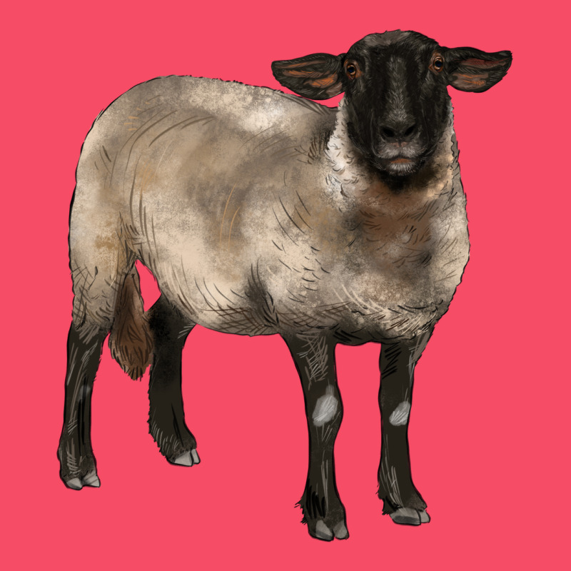 Suffolk Ewe Premium Sweatshirt by BarkalooDesign | Teevron