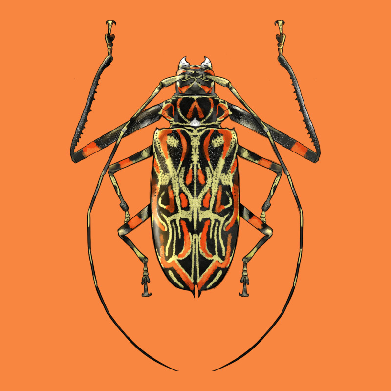 Acrocinus Beetle Illustrations Premium Sweatshirt by LillyAllenDesigns | Teevron