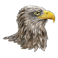 American White Sea Eagle Head | Teevron