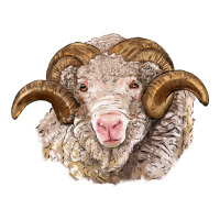 merino wool ram | Teevron