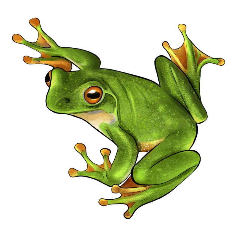 White Lipped Tree Frog Illustrations Premium Sweatshirt by LillyAllenDesigns | Teevron