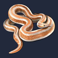 Rosy Boa Snake Illustrations Premium Sweatshirt | Teevron