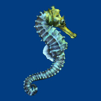 Blue Seahorse Premium Sweatshirt | Teevron