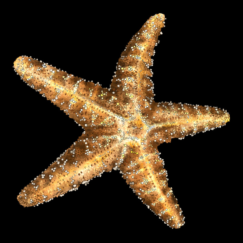 Starfish Premium Sweatshirt by LillyAllenDesigns | Teevron