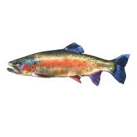 Rainbow Trout | Teevron