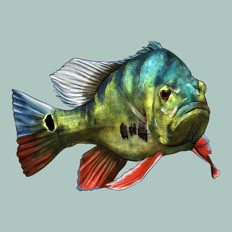 Peacock Bass Illustrations Premium Sweatshirt by LillyAllenDesigns | Teevron