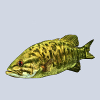 Smallmouth Bass Fish Illustrations Premium Sweatshirt | Teevron