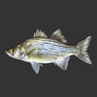 White Bass Fish Illustrations | Teevron