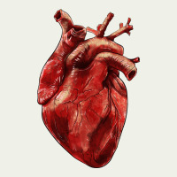 Anatomical Heart Urban Heavy Tee | Teevron