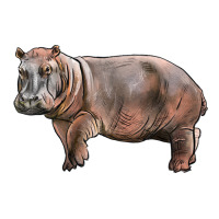 hippopotamus | Teevron
