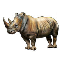 Rhino Illustrations | Teevron