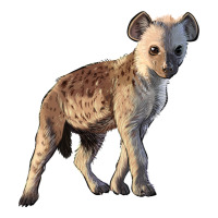 Baby Hyena Illustrations | Teevron