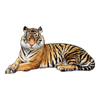 Tiger | Teevron