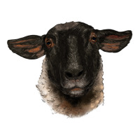 suffolk ewe head | Teevron