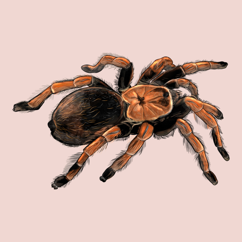 Mexican Red Knee Tarantula Premium Sweatshirt by LillyAllenDesigns | Teevron