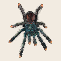 Pink Toe Tarantula Premium Sweatshirt | Teevron
