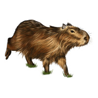 Capybara | Teevron