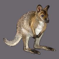 Hand Drawn Wallaby Animal Premium Sweatshirt | Teevron