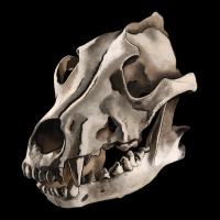 Wolf Skull Urban Heavy Tee | Teevron