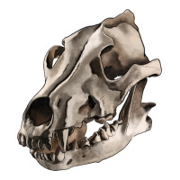 Wolf skull | Teevron