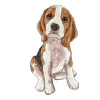 beagle | Teevron
