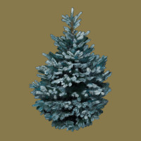 Colorado Blue Spruce Premium Hoodie | Teevron