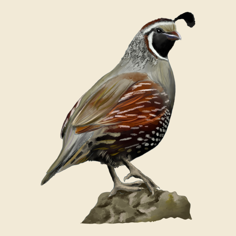 California Quail Bird Premium Hoodie by RanaPortraitStore | Teevron